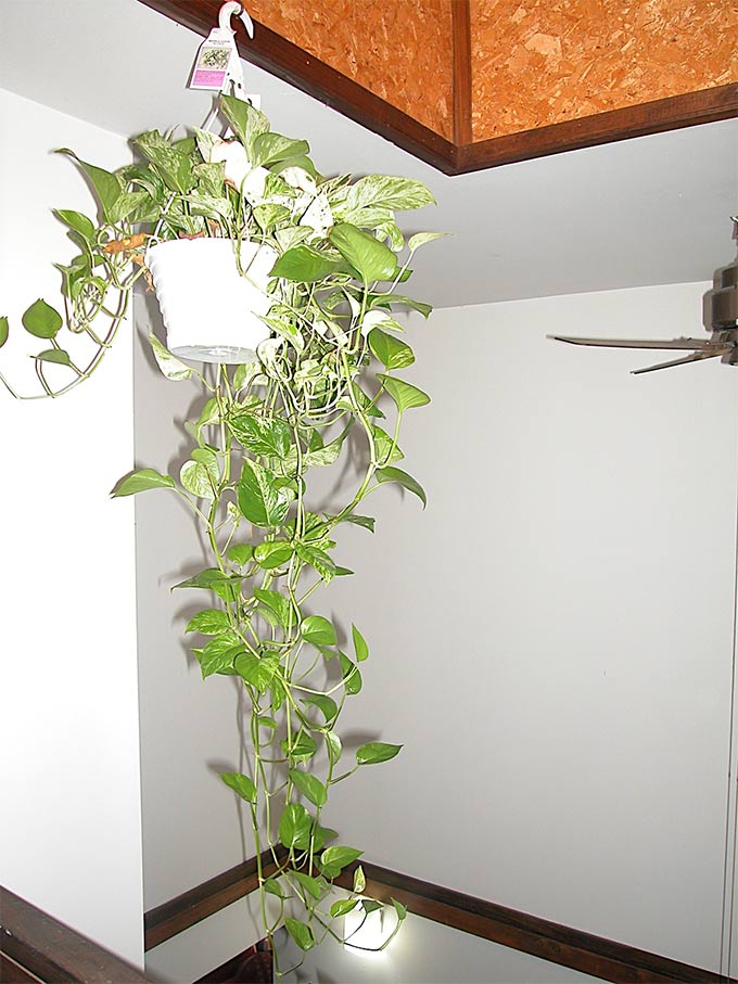 indoor-money-plant