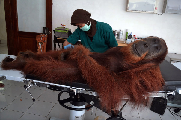 INDONESIA-ENVIRONMENT-CONSERVATION-SPECIES-ORANGUTAN