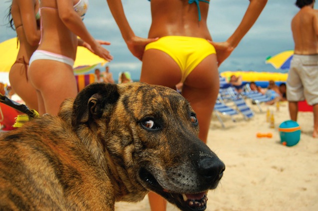 hot girls beach dog
