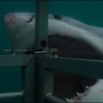 Sharkfest: The Great White on Color-Changing, Cuddling, and Avoiding an Attack