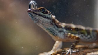 What’s So Amazing About Disney’s Super/Natural? Vampire Spiders, Synchronous Fireflies, and Scuba Diving Lizards to Name a Few